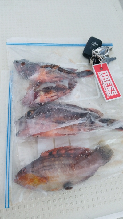 i-Pirotの試運転を兼ねて