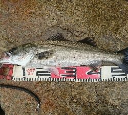 雨のデイゲーム