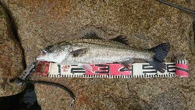 雨のデイゲーム