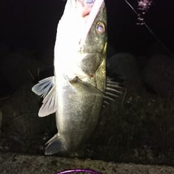 今期初バチパターン