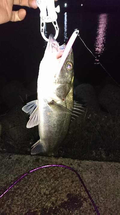 今期初バチパターン