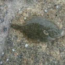 鰈なるチヌに鱚！