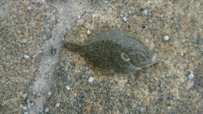 鰈なるチヌに鱚！