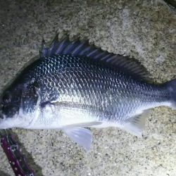 今年初チニング