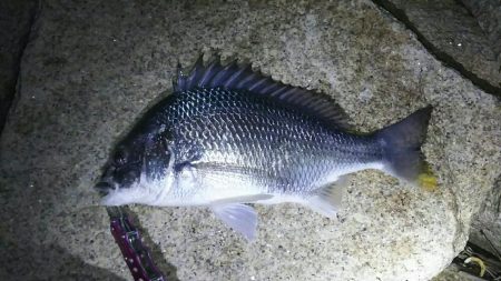 今年初チニング