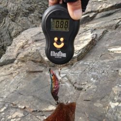 初  春イカ ゲット