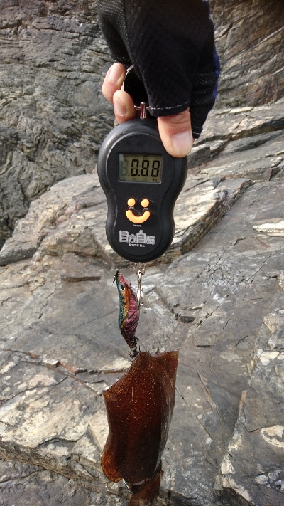 初  春イカ ゲット