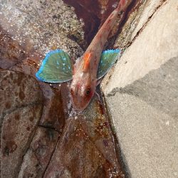 ついに釣れた！が、まさかの…