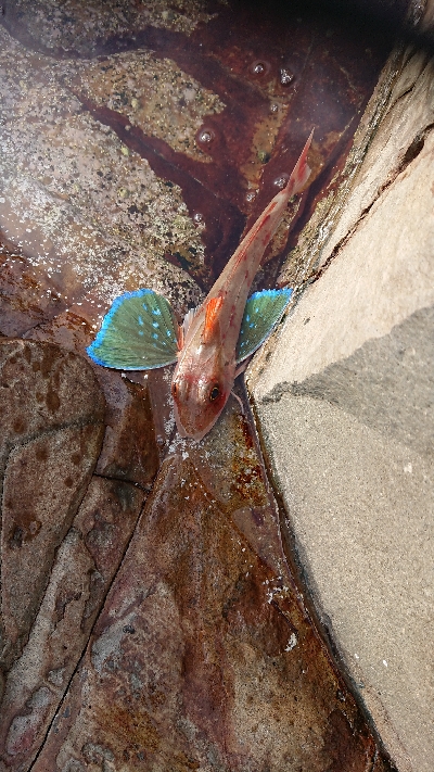 ついに釣れた！が、まさかの…