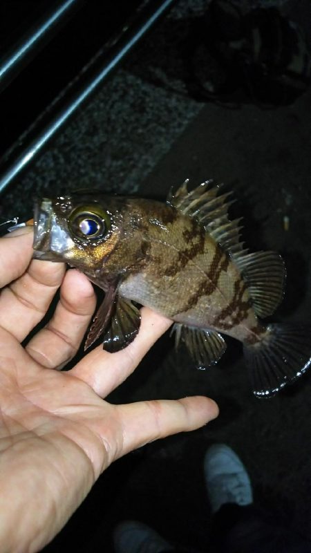 今日こそアジを！