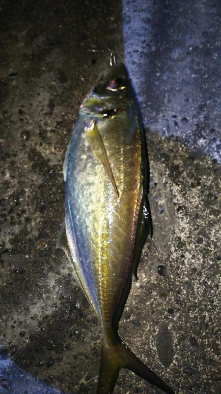 初アジ求めて沖堤防へ