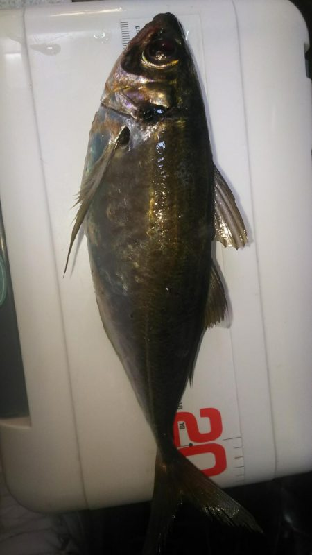 沖堤防で撃沈…