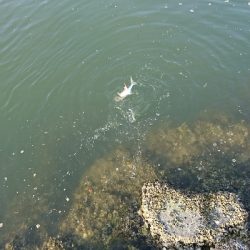 磯津漁港でマゴチ釣り