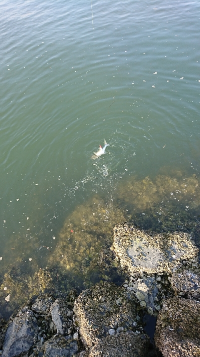 磯津漁港でマゴチ釣り