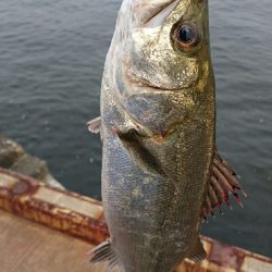 ハプニング後にシーバス