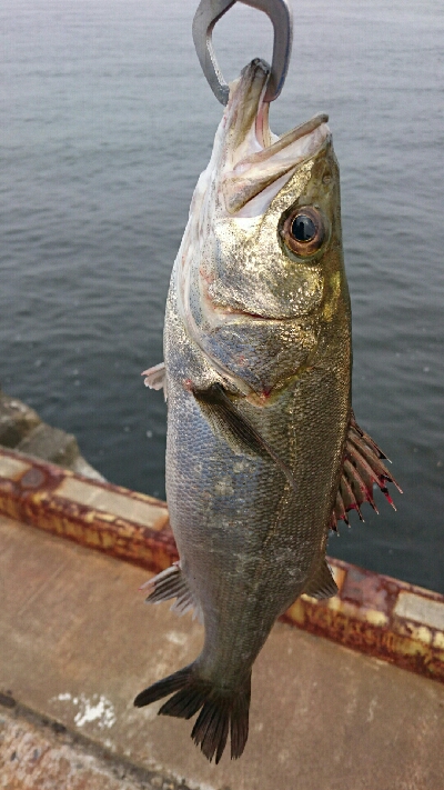 ハプニング後にシーバス