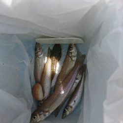 GW最後の釣行 キス狙い