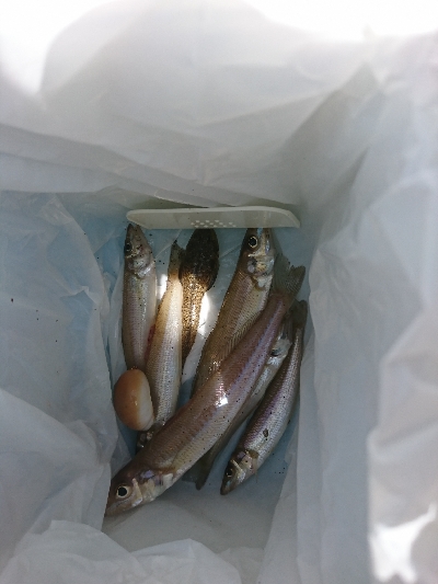 GW最後の釣行 キス狙い