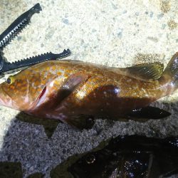 今年の初アコウ！