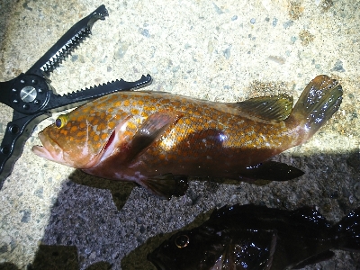 今年の初アコウ！