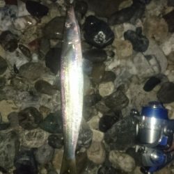 仁淀川河口サーフ ショアジギング