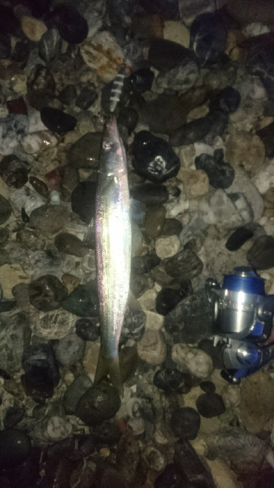 仁淀川河口サーフ ショアジギング