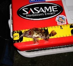 癒しのガシラ……