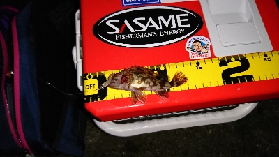 癒しのガシラ……