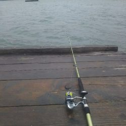 サビキ釣りにて珍客