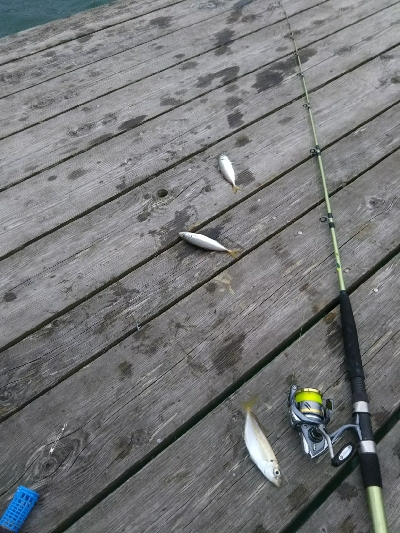 アジ釣りへ