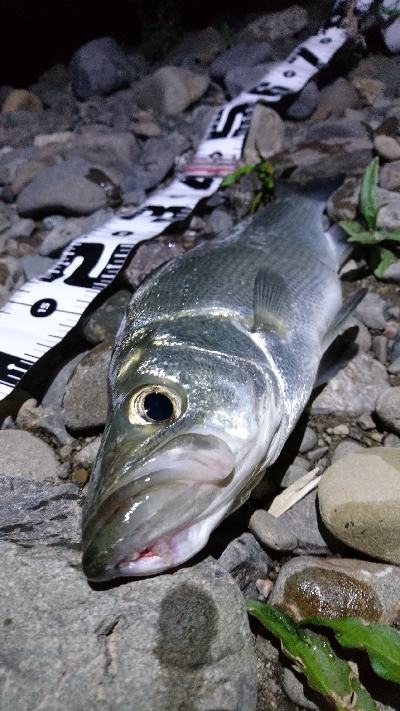 まさかのヒラセイゴ