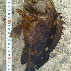 久しぶりの大物！