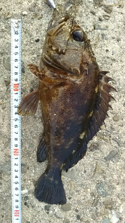 久しぶりの大物！