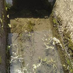 今日もテナガエビ！