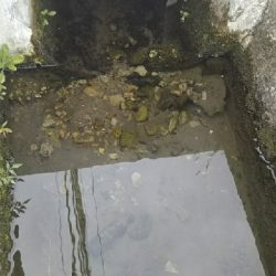 テナガエビなのか…？