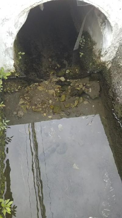 テナガエビなのか…？