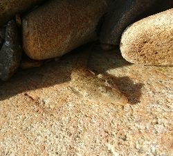 キスはどこに行った…