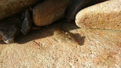 キスはどこに行った…