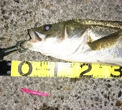 70オーバーげっと✌️