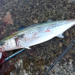 メタルジグにて