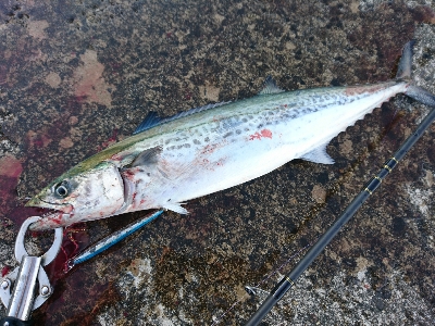 メタルジグにて