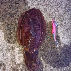 どれも本命‼️