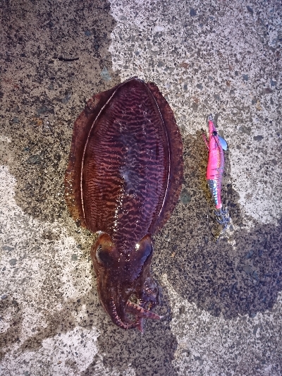 どれも本命‼️