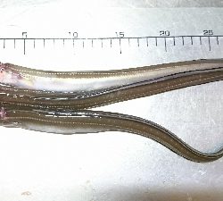 フグに邪魔されました