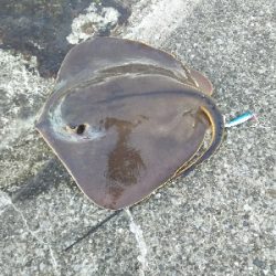 ジグでアカエイ3