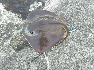 ジグでアカエイ3