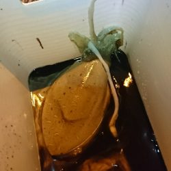 ライトエギング中にまさかの…！！