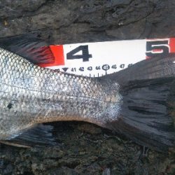 地磯でヒラスズキ