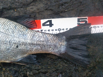 地磯でヒラスズキ