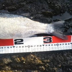 地磯てヒラセイゴ